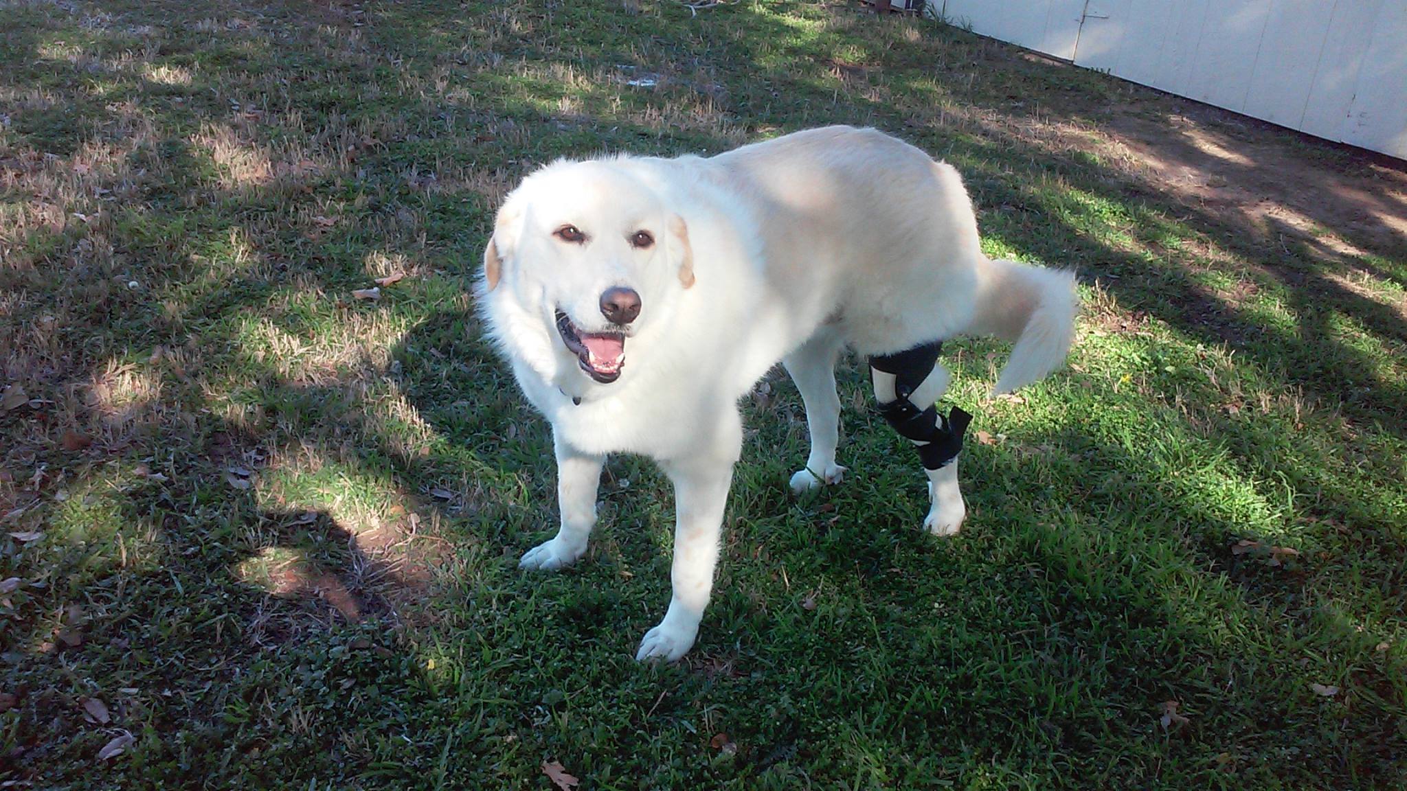  - Best 5 knee brace for dogs suppliers China 2023