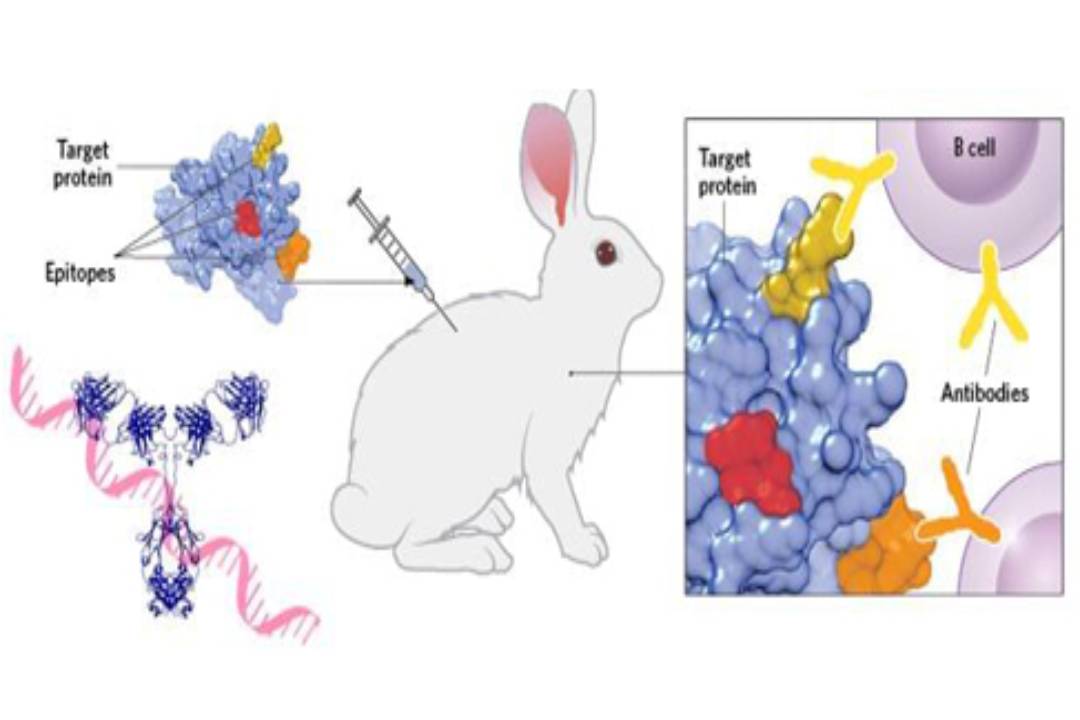  - Best 5 Rabbit Monoclonal Antibody Suppliers